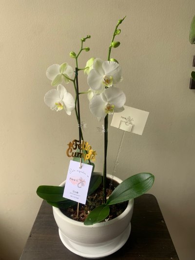 arreglo de dos orquideas transplantadas en una maceta
