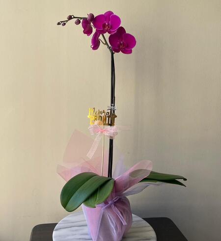 Orquidea mejorate pronto