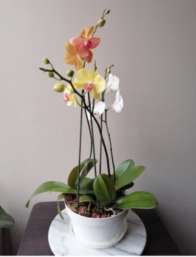 3 orquideas transplantadas en maceta colores mixtos