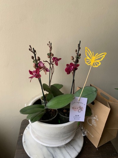 3 orquideas transplantadas en maceta