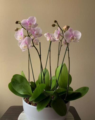 Arreglo especial de 5 orquídeas transplantadas en una maceta