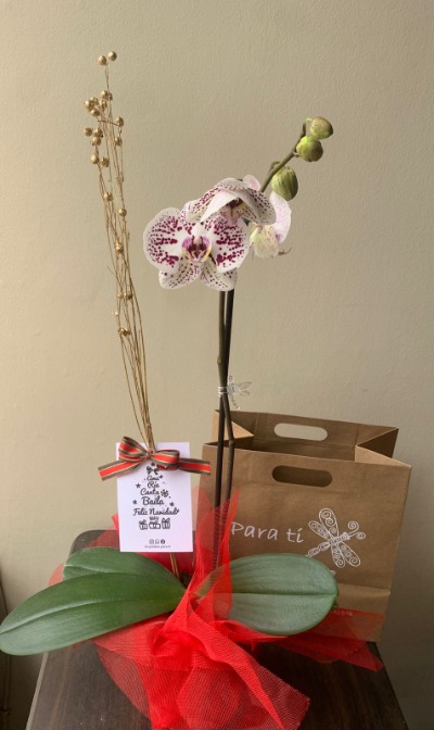 orquidea con decoración de navidad