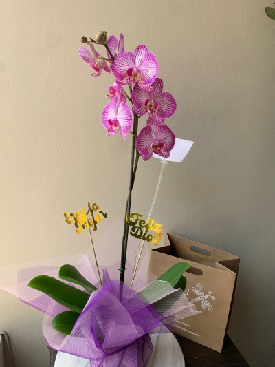 orquidea con decoración Feliz día