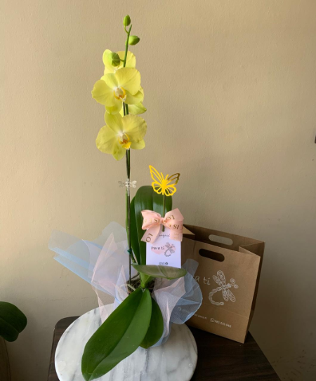 amarilla1